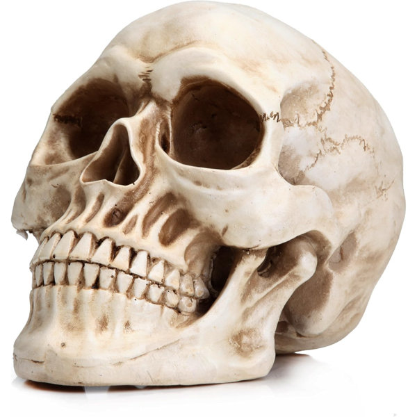 Halloween Skull Decoration - Realistic 7.9 Inch Life Size Skeleton Head Prop for Indoor & Outdoor, Durable Plastic Skull Statue for Haunted House, Party, Gift